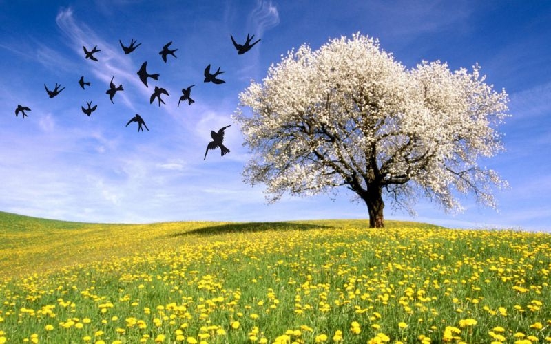 Quale Primavera